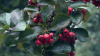 boyaryshnik_slivolistnyy_splendens_3