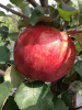 image (4)3