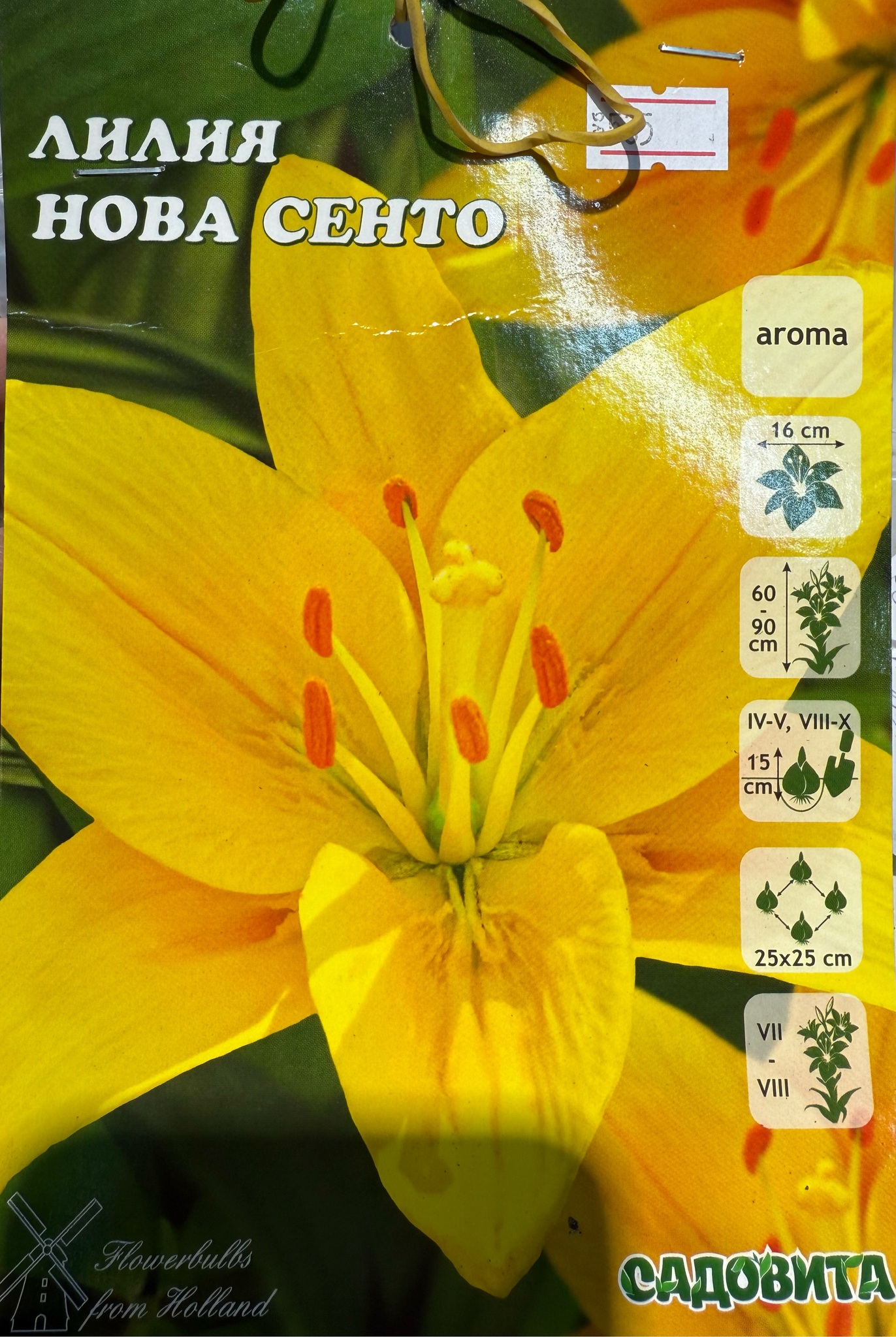 Лилия Нова Сенто 12/14 5 шт Садовита